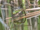 "große Königslibelle bei der Eiablage" von Hannelore Wildhagen