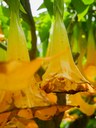 Engelstrompete (Brugmansia) von Victoria Mackowiak
