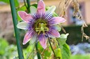 Passionsblume (Passiflora belotti) von Liane Schiwy