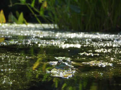 Frosch im Teich