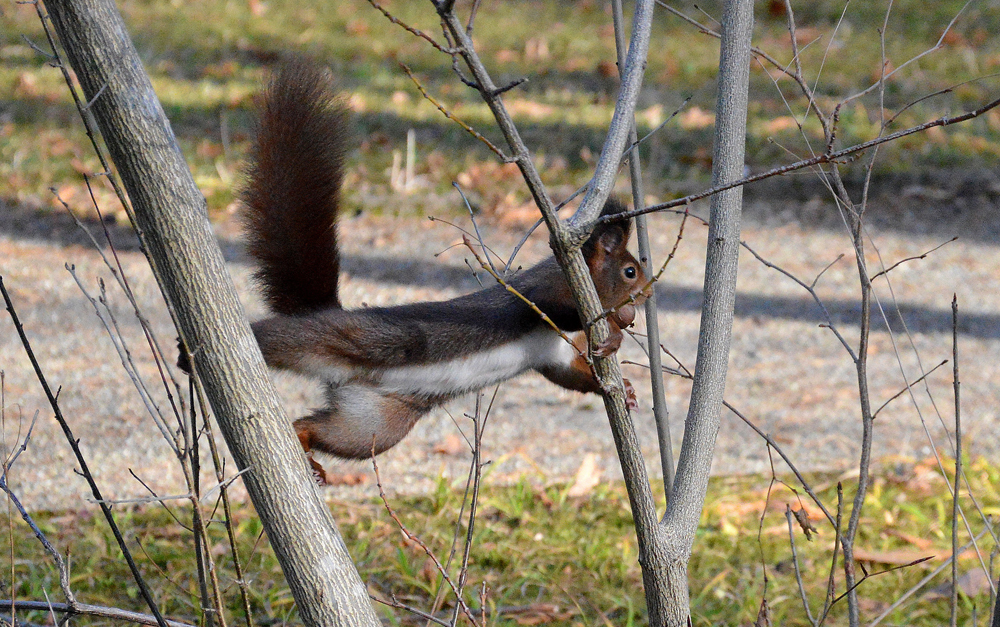 Eichhörnchen im Botanischen Garten