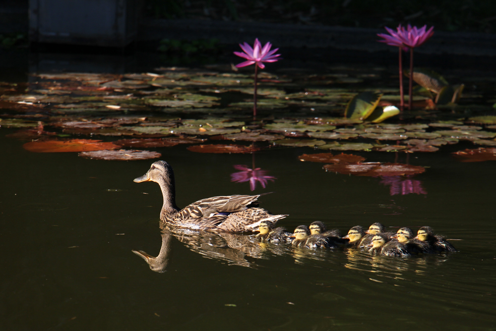 Ente mit Entenbabys im Teich
