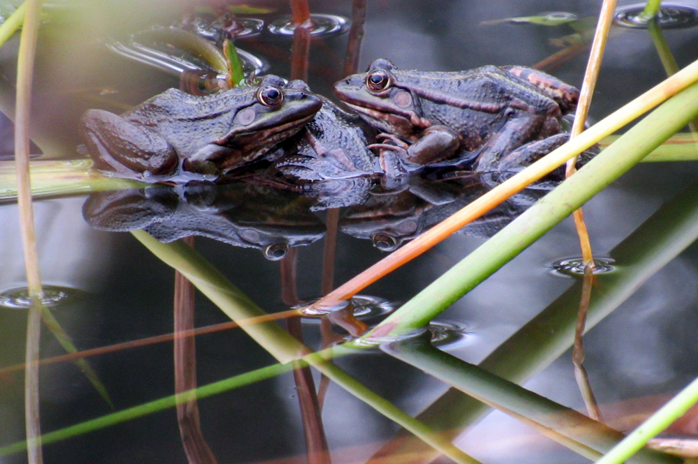 Frösche im Teich