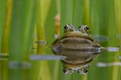 Frosch mit Wasserspiegelung