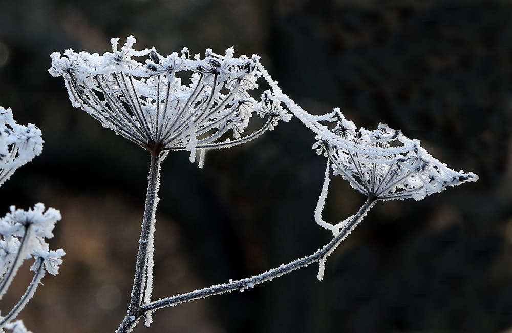 Frost im Botanischen Garten