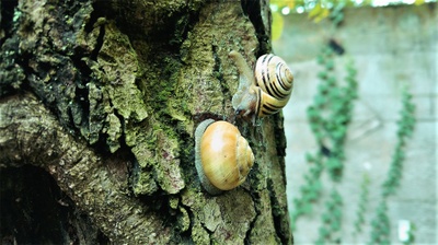 Schnecken am Baum