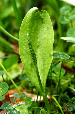 Ophioglossum vulgatum