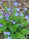 Omphalodes cappadocica DC., Kaukasus-Gedenkemein