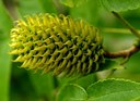 Platycarya strobilacea S. ET Z., Zapfennuss