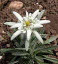 Staude aus der Familie der Asteraceae. Vorkommen in den Pyrenäen und Alpen.