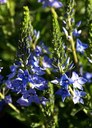 Pseudolysimachion spicatum OPIZ, Ähriger Blauweiderich