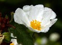 Cistus laurifolius L., Lorbeerblättrige Cistrose