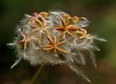 Gehölz aus der Familie der Ranunculaceae. Vorkommen in Südeuropa, Mittelasien und Nordwest-Afrika.