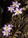 Kryptophyt aus der Familie der Iridaceae. Herkunft Südost-Europa.