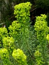 Staude aus der Familie der Euphorbiaceae. Herkunft mediterran.