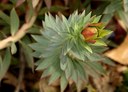 Staude aus der Familie der Euphorbiaceae. Vorkommen in Süd-Europa und Südwest-Asien.