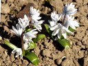 Kryptophyt aus der Familie der Hyacinthaceae. Herkunft Asien und Kaukasus.