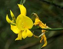 Spartium junceum L., Binsenginster
