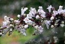 Gehölz aus der Familie der Verbenaceae. Herkunft mediterran, West-Asien.