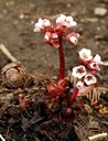 Bergenia ciliata STERNB., Kaschmir-Bergenie