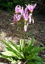 Dodecatheon meadia L., Meads Götterblume