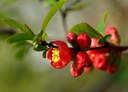 Gehölz aus der Familie der Rosaceae. Herkunft China.