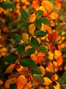 Gehölz aus der Familie der Rosaceae. Herkunft China.