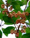 Gehölz aus der Familie der Ericaceae. Herkunft Ostasien, Japan.