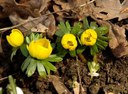 Staude aus der Familie der Ranunculaceae. Einheimisch.