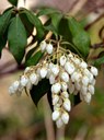 Gehölz aus der Familie der Ericaceae. Herkunft Japan.