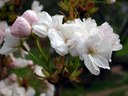 Gehölz aus der Familie der Rosaceae. Kulturform.