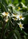 Staude aus der Familie der Liliaceae. Herkunft Zentralasien.