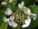 Gehölz aus der Familie der Caprifoliaceae. Herkunft China, Japan, Taiwan.