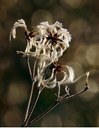 Clematis stans S. et Z., Japanische Waldrebe