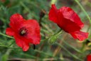 Papaver rhoeas L., Klatschmohn