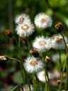 Tussilago farfara L., Huflattich
