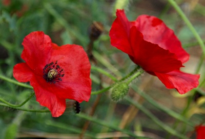 Klatschmohn