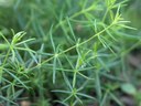 Galium verum L., Echtes Labkraut