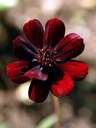 Einjährige Pflanze aus der Familie der Asteraceae. Vorkommen in Nord-Amerika und Zentral-Mexiko.