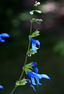 Salvia janthina, Enzian-Salbei