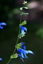 Salvia janthina, Enzian-Salbei