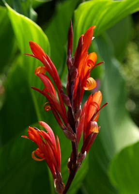 Canna indica L., Indisches Blumenrohr