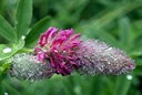 Trifolium rubens L., Purpur-Klee