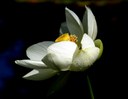 Nelumbo nucifera GAERTN., Indische Lotosblume