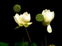 Staude aus der Familie der Nelumbonaceae. Vorkommen in Ost-Europa, Russland, Kaukasus, Amur, Himalaya, China, Australien, Irland, Rumänien, Japan.