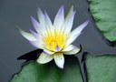 Nymphaea caerulea SAV., Blaue Lotosblume