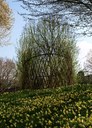 Weidenpavillon im Frühjahr