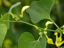 Staude aus der Familie der Aristolochiaceae. Einheimisch in Europa.