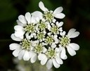 Orlaya grandiflora L., Strahlen-Breitsame