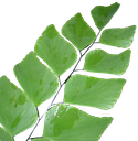 Adiantum